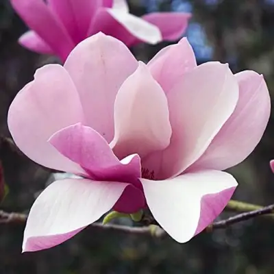 Магнолия РИККИ в Гродно