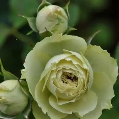 Роза ГРИН ДАЙМОНД миниатюрная в Гродно