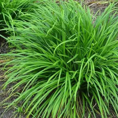 Осока АЙРИШ ГРИН в Гродно