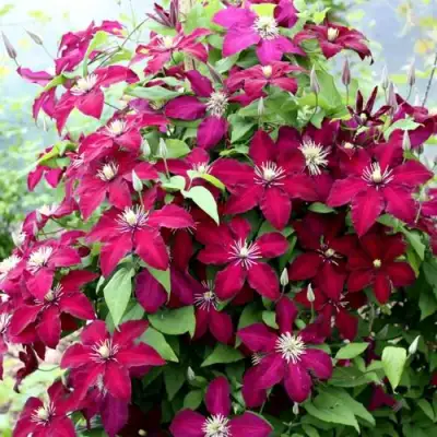 Клематис МАЗОВШЕ в Гродно