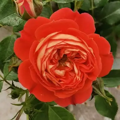 саженцы роз СТАРЛЕТ РОУЗ КАРМЕН