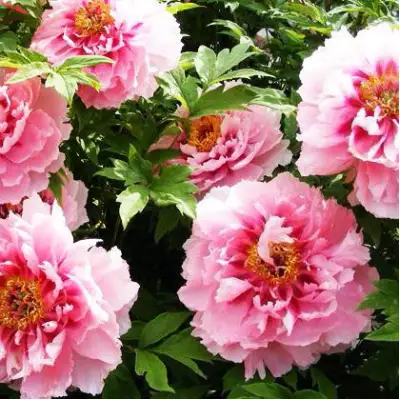 Пион СЕРЕБРИСТЫЙ РУЧЕЙ древовидный в Гродно