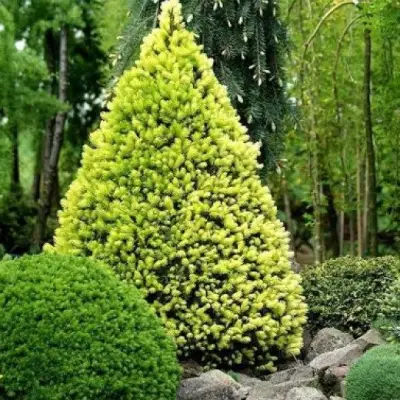 Ель РЕЙНБОУЗ ЭНД сизая в Гродно