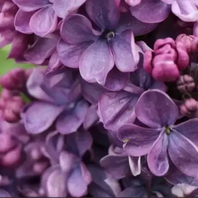 Сирень ВИОЛЕТТА в Гродно