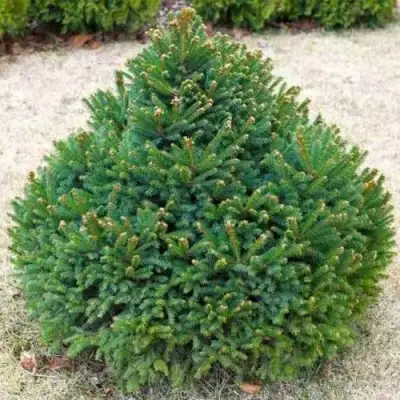 Ель БАРРИ обыкновенная в Гродно