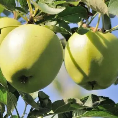 Яблоня САХАРНАЯ в Гродно