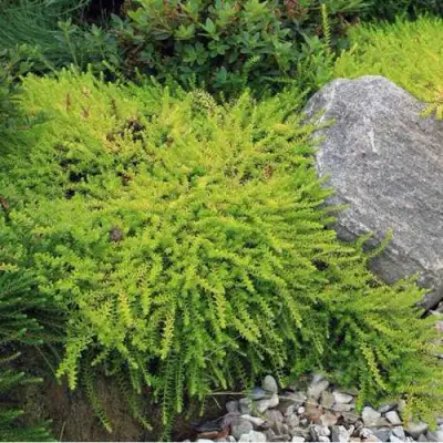 Водяника БЕРНШТЕЙН черная в Гродно