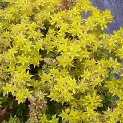 Очиток (седум) ИММЕРГРЮНХЕН в Гродно