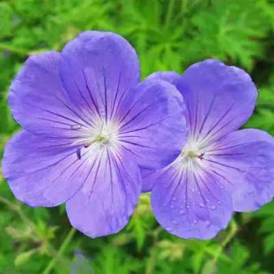 Герань БРУКСАЙД гибридная в Гродно