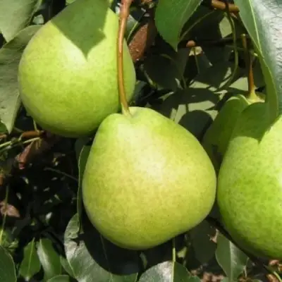 Груша ЛАГОДНАЯ в Гродно