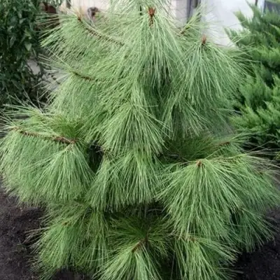 Сосна желтая  в Гродно