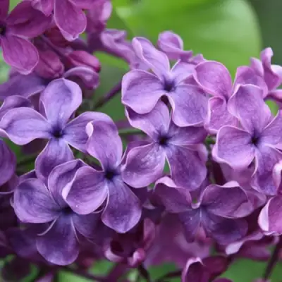 Сирень СУМЕРКИ в Гродно