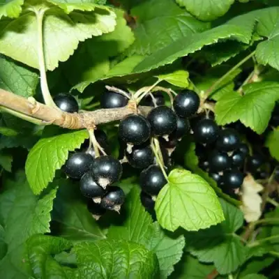 Смородина черная БАГИРА в Гродно