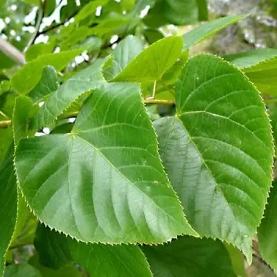 Липа мелколистная в Гродно