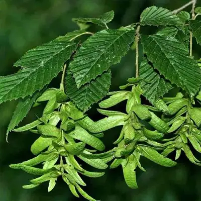 Граб  в Гродно