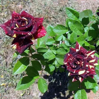 Роза АБРАКАДАБРА чайно-гибридная в Гродно