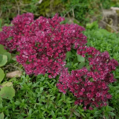 Очиток (седум) РУБИ ГЛОУ скальный в Гродно
