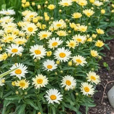 Нивяник БРОДВЕЙ ЛАЙТС великолепный в Гродно