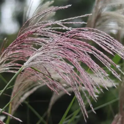 Мискантус МАЛЕПАРТУС китайский  в Гродно