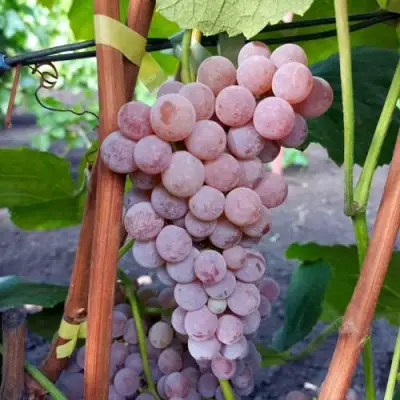 Виноград РИЛАЙНС ПИНК СИДЛИС в Гродно