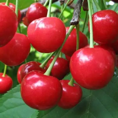 Дюк ПРЕВОСХОДНАЯ ВЕНЬЯМИНОВА в Гродно