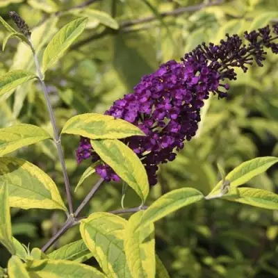 Буддлея давида САНТАНА  в Гродно