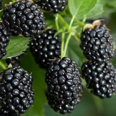 Ежевика ЧЕРНАЯ МАГИЯ ремонтантная  в Гродно