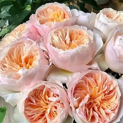 Роза ДЖУЛЬЕТТА английская в Гродно