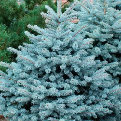 Ель СУПЕР БЛЮ СИДЛИНГ колючая в Гродно
