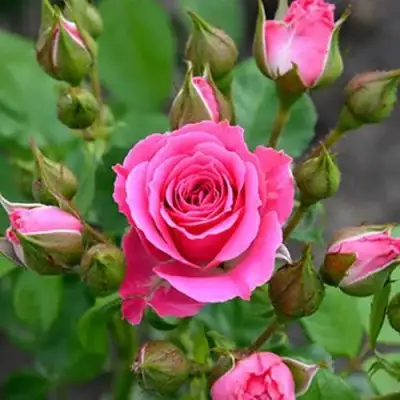 саженцы розы Лавли Лидия