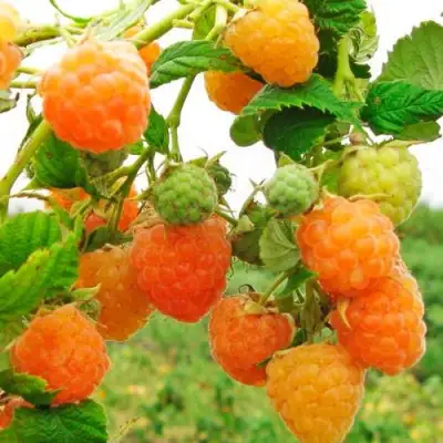 Малина ЗОЛОТЫЕ КУПОЛА в Гродно