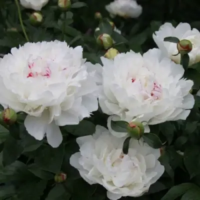 Пион ФЕСТИВА МАКСИМА травянистый в Гродно