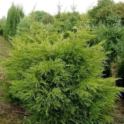 Можжевельник КУРИВАО ГОЛД китайский в Гродно
