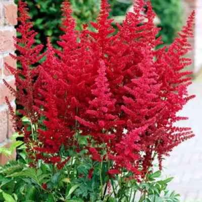 Астильба БУРГУНДИ РЕД Арендса в Гродно