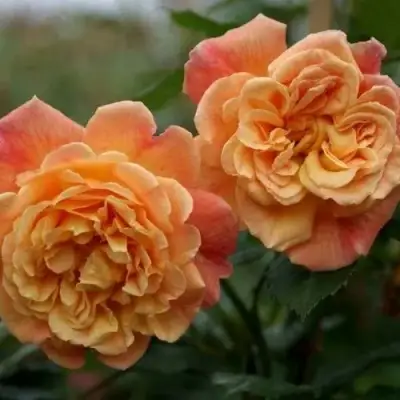 Роза АЛОХА плетистая в Гродно