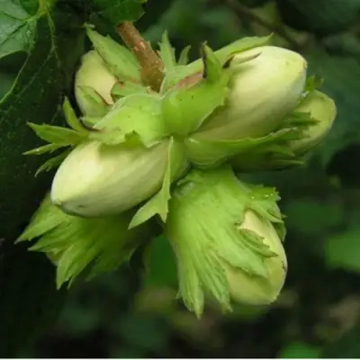 Фундук ТАМБОВСКИЙ ПОЗДНИЙ в Гродно