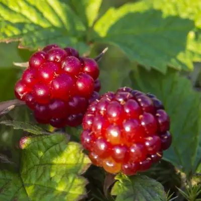 Княженика ЛИНДА в Гродно