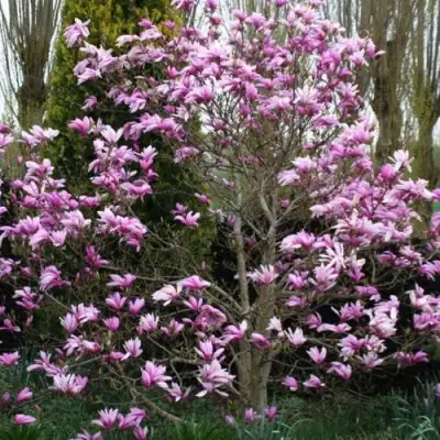 Магнолия ГАЛАКСИ в Гродно