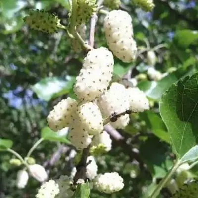 Шелковица БЕЛАЯ МЕДОВАЯ в Гродно