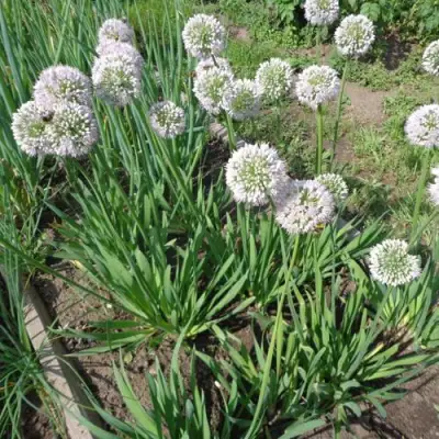 Лук слизун в Гродно