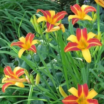 Лилейник ФРАНС ХАЛС в Гродно