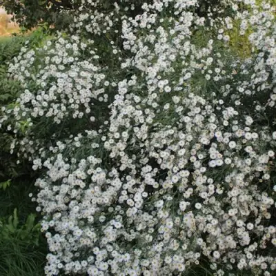 Болтония СНОУБЭНК в Гродно