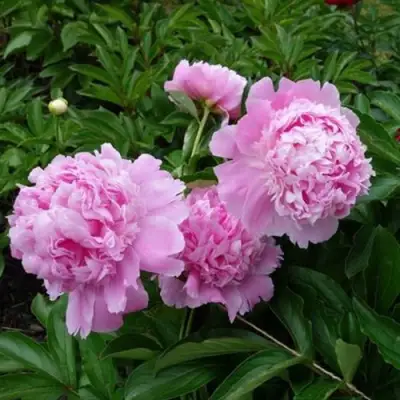 Пион МЕСЬЕ ЖЮЛЬ ЭЛИ травянистый в Гродно