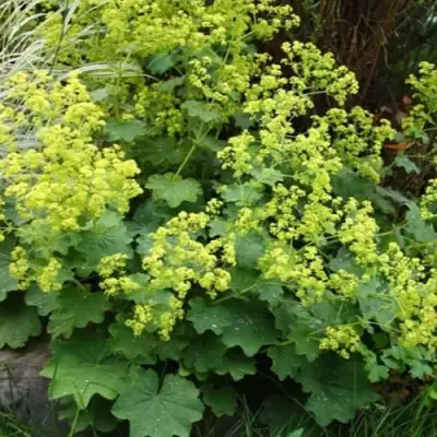 Манжетка ТРИЛЛЕР мягкая в Гродно