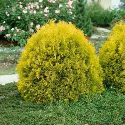 Туя РЕЙНГОЛД западная в Гродно