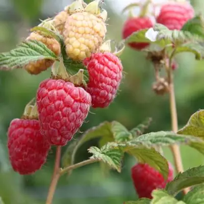 Малина МОЛЛИНГ ДЖУНО в Гродно