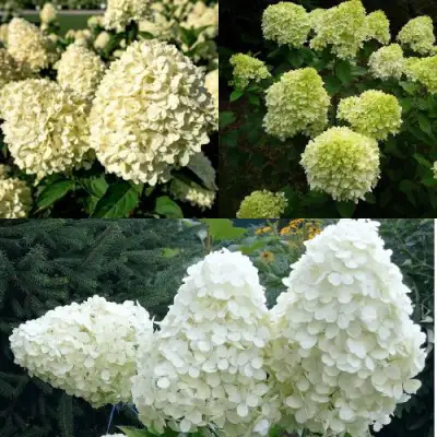 Комплект НЕЖНЫЙ КАПУЧИНО в Гродно