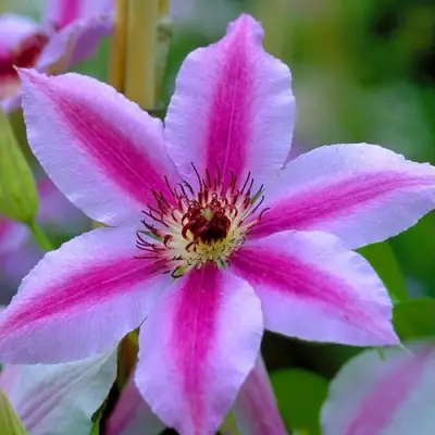 Клематис НЕЛЛИ МОЗЕР в Гродно