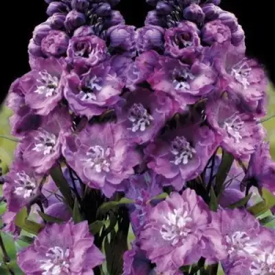 Дельфиниум ДЕЛЬФИС ПИНК ПАУЭ высокий в Гродно