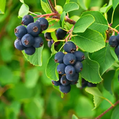 Ирга КОЛОСИСТАЯ в Гродно